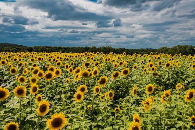 Benefits of using a sunflower wallpaper on desktop